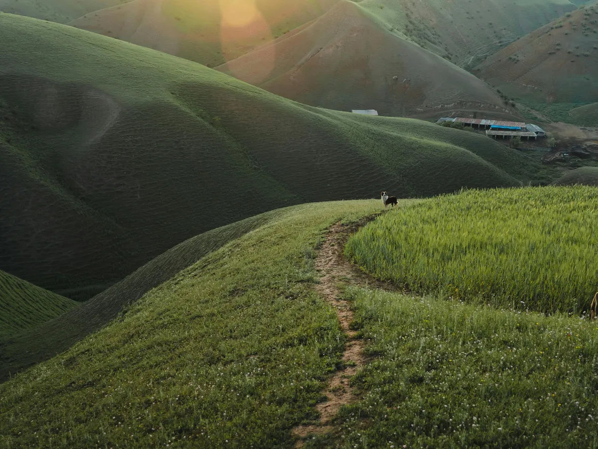 Green hills with a path and a dog under a bright sun